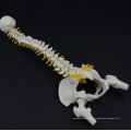 Impression personnalisée personnalisée colonne vertébrale à bas prix attachée au modèle de jambe demi-bassin
